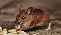 24 Hour & Emergency Exterminators in Marcus Hook, PA